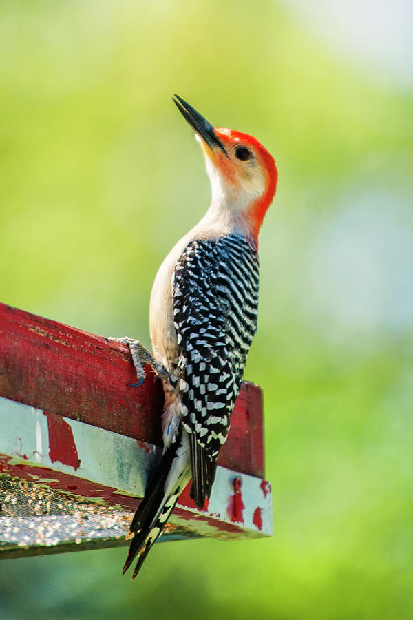 Red-bellied woodpecker Photograph by Jean-Pierre Ducondi