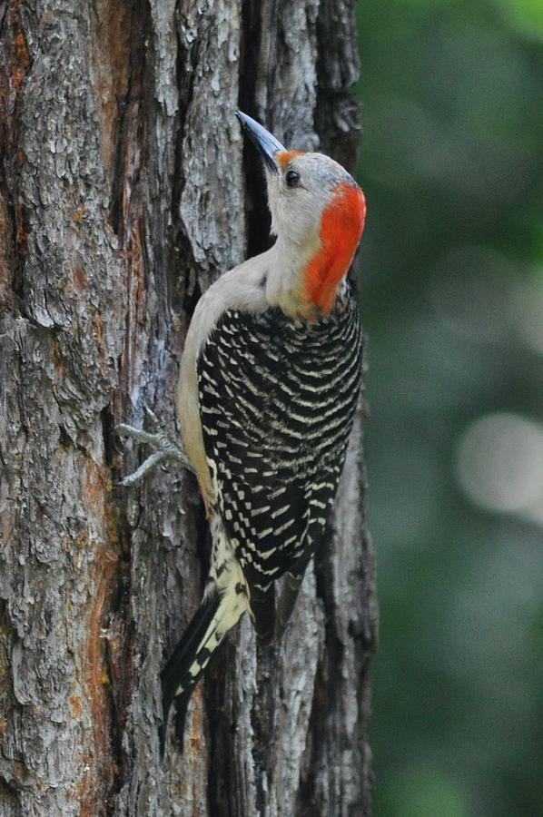 Red-bellied Woodpecker Photograph by Jennifer B - Fine Art America