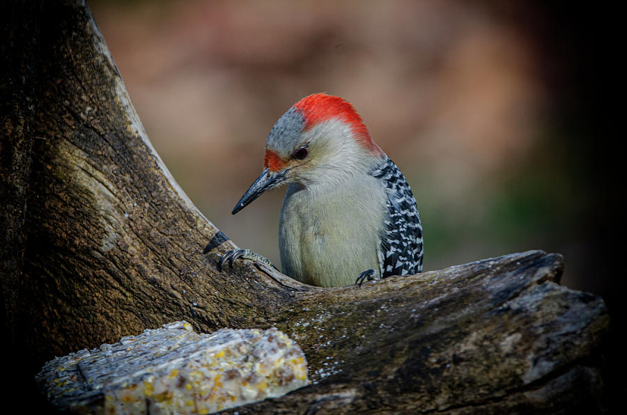 Red-bellied Woodpecker Photograph by Jim Cook