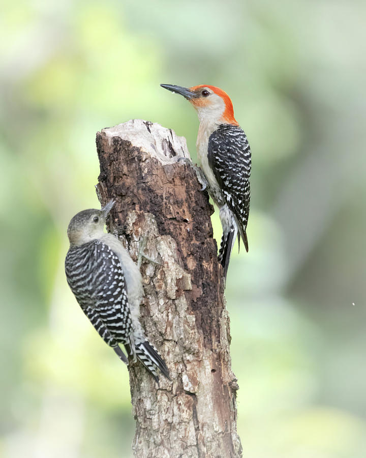 Red bellied Woodpecker  Photograph by Jim E Johnson
