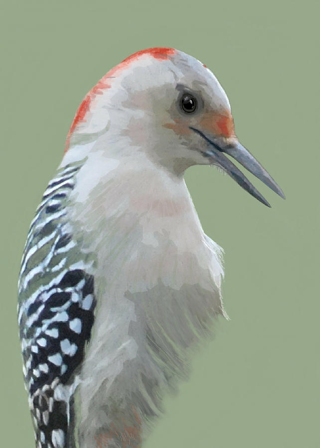 Red Bellied Woodpecker Mixed Media by Judy Cuddehe