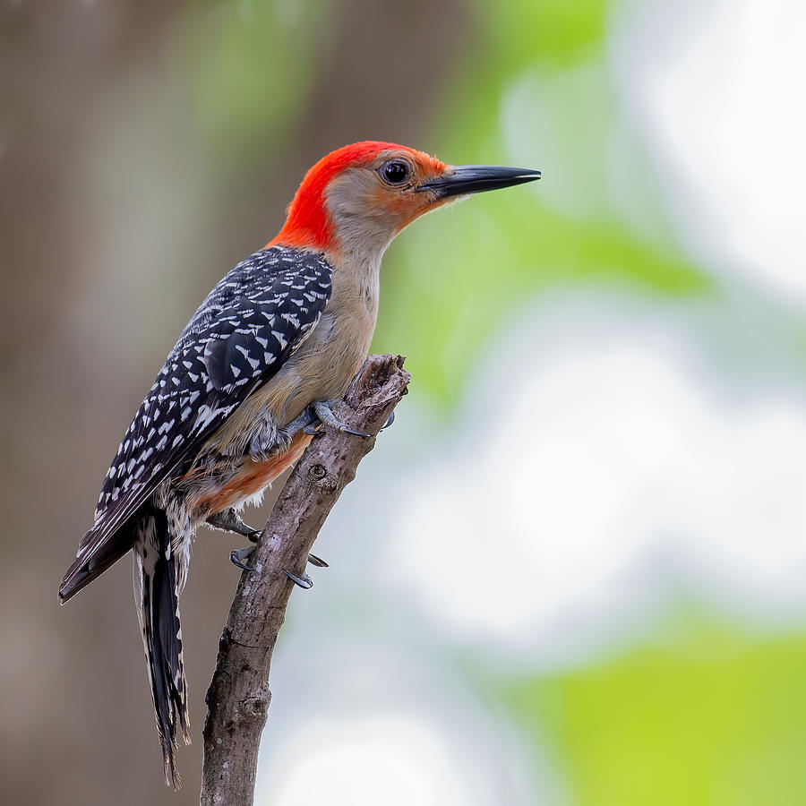 Red-bellied Woodpecker Photograph by Larry Maras Red-bellied Woodpecker Photograph by Larry Maras