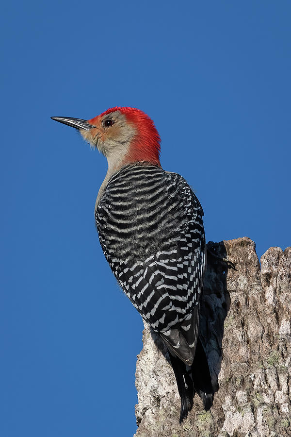 Red-bellied Woodpecker Looking Photograph by Bradford Martin