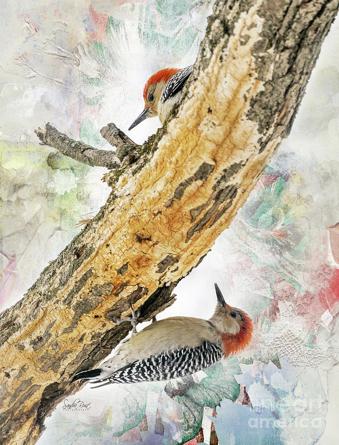 Red bellied Woodpecker Mates  Photograph by Sandra Rust