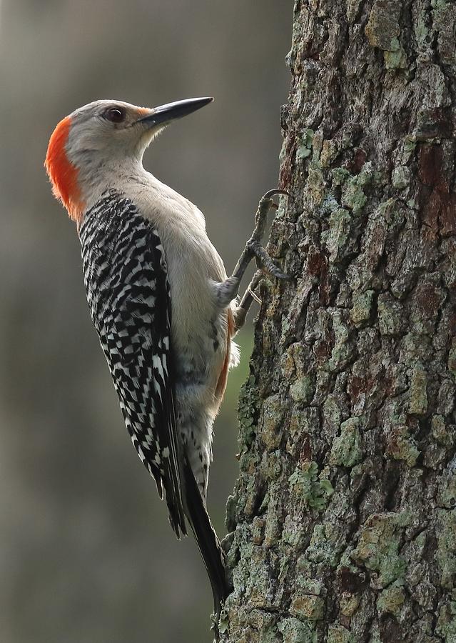 Red-Bellied Woodpecker Photograph by Mingming Jiang