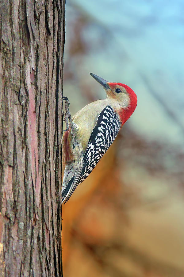 Red-bellied Woodpecker Photograph by Nikolyn McDonald