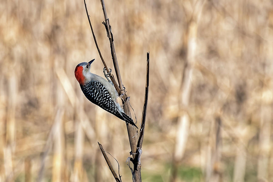 Red Bellied Woodpecker on a Corn Stalk Photograph by Fon Denton