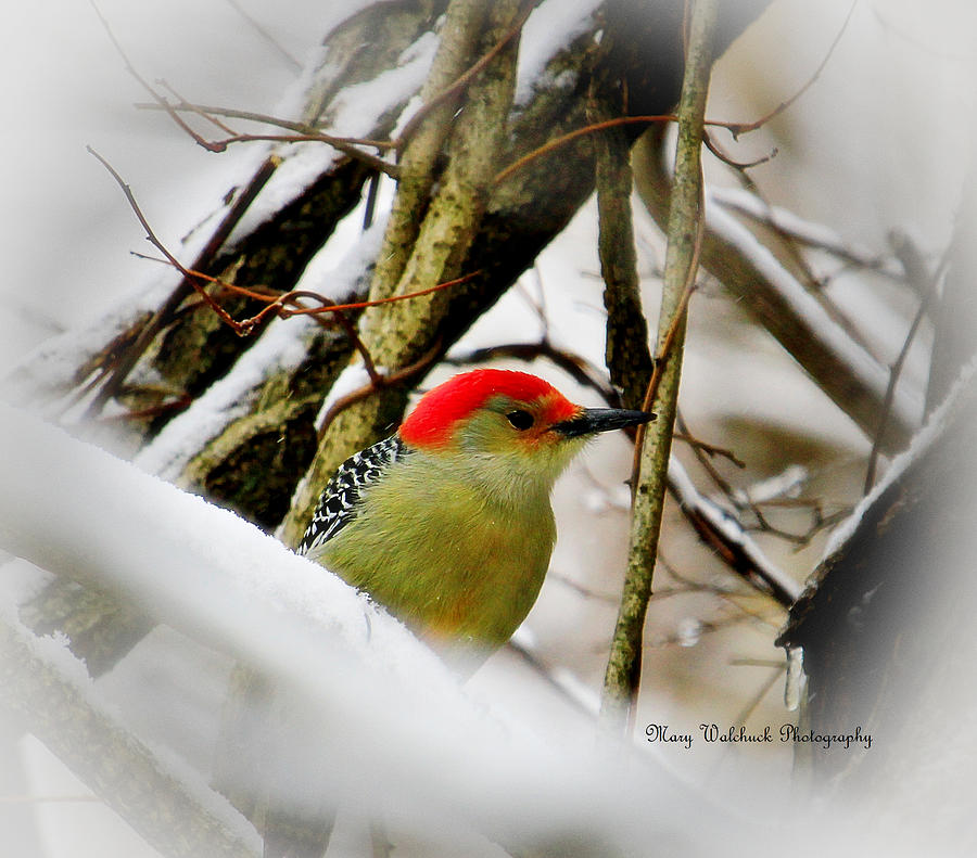 Red Bellied Woodpecker on a Snowy Day Photograph by Mary Walchuck