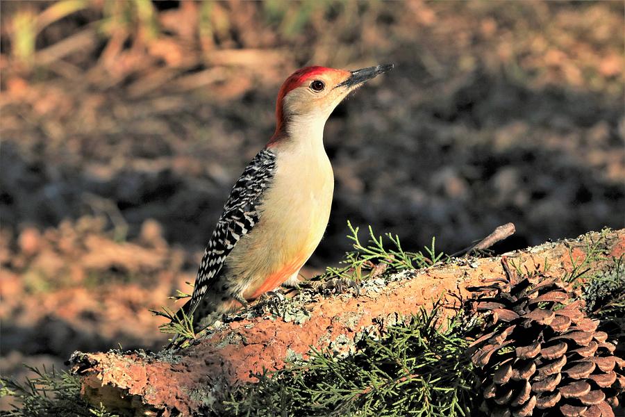 Red-Bellied Woodpecker on Autumn Morning Photograph by Sheila Brown