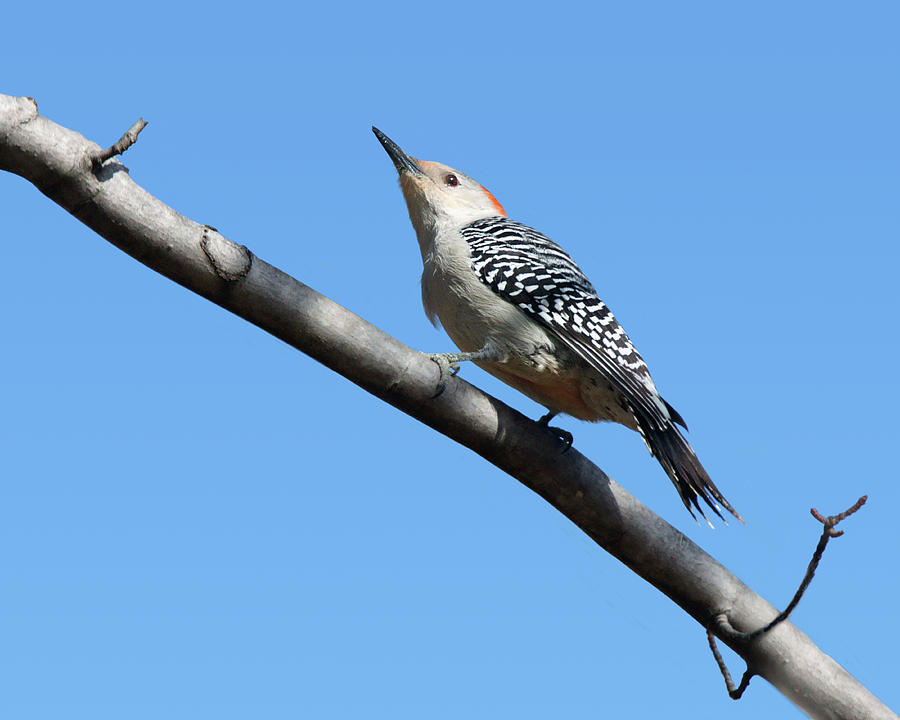 Red-bellied Woodpecker on Branch Photograph by Nikolyn McDonald
