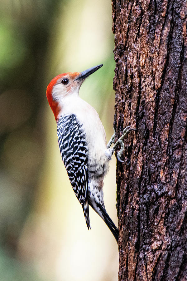 Red Bellied Woodpecker on Pine Photograph by Mary Ann Artz