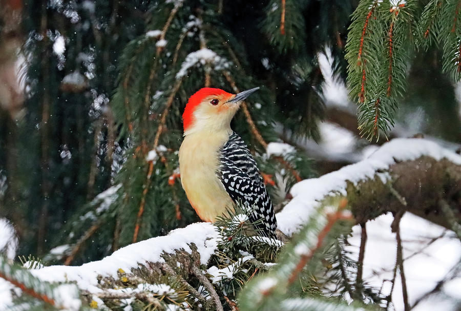 Red Bellied Woodpecker On Snowy Branch Photograph by Debbie Oppermann