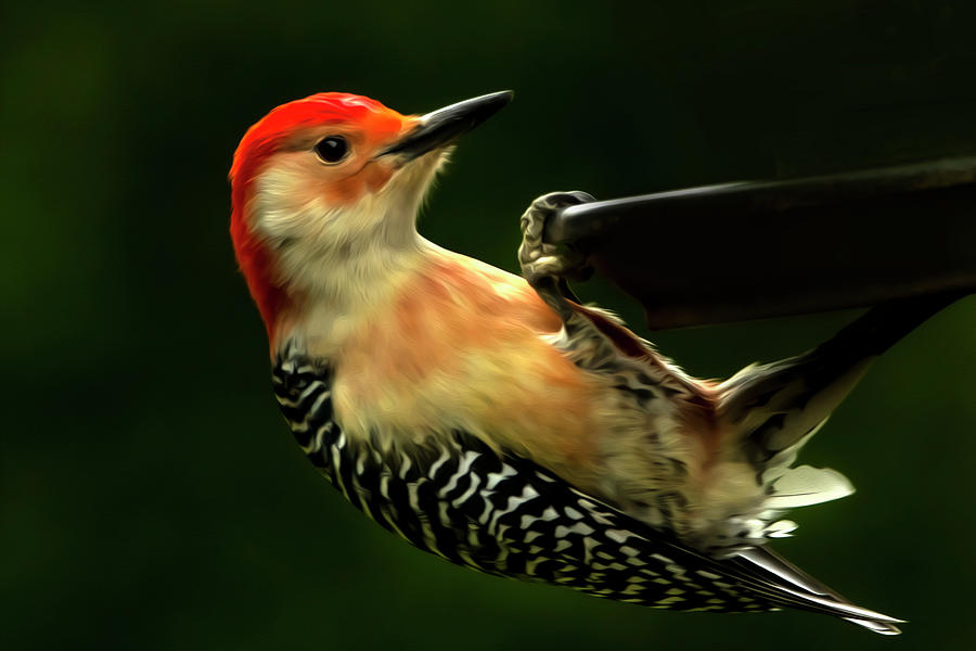 Red Bellied Woodpecker Painting Photograph by Sandra Js