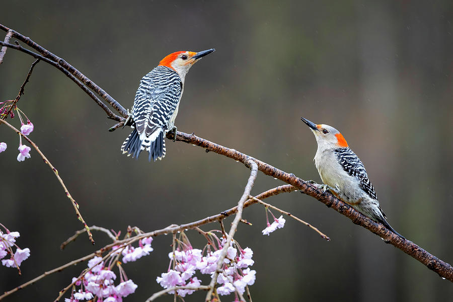Red Bellied Woodpecker Pair Photograph by Deborah Penland