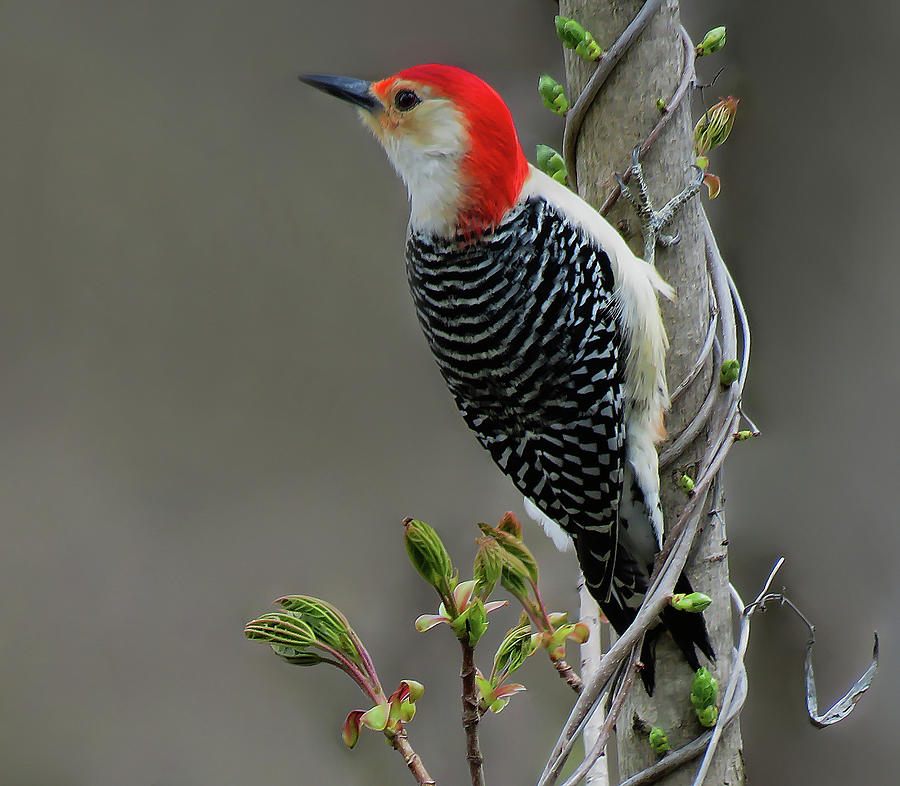 Red Bellied Woodpecker Perching Photograph by Rebecca Grzenda