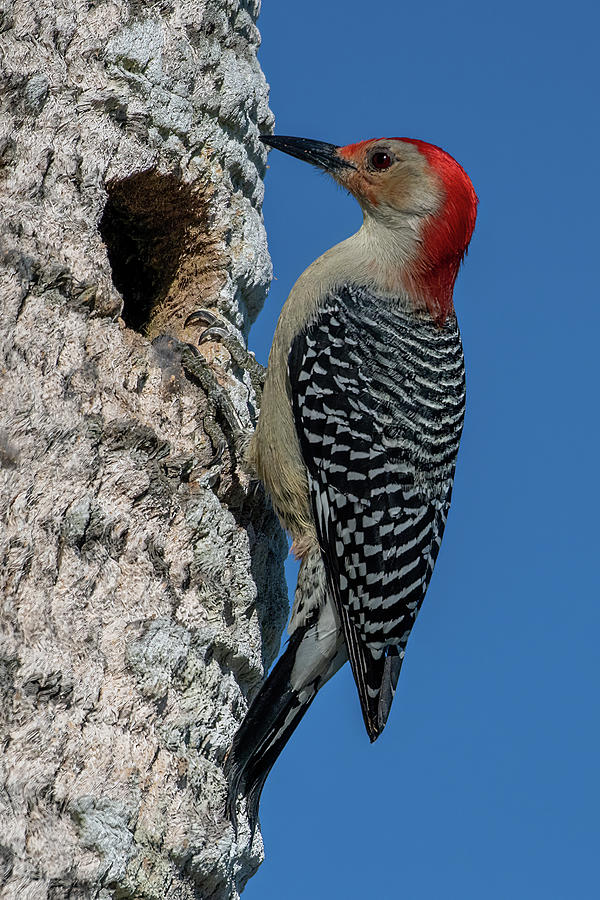 Red-bellied Woodpecker Profile Photograph by Bradford Martin