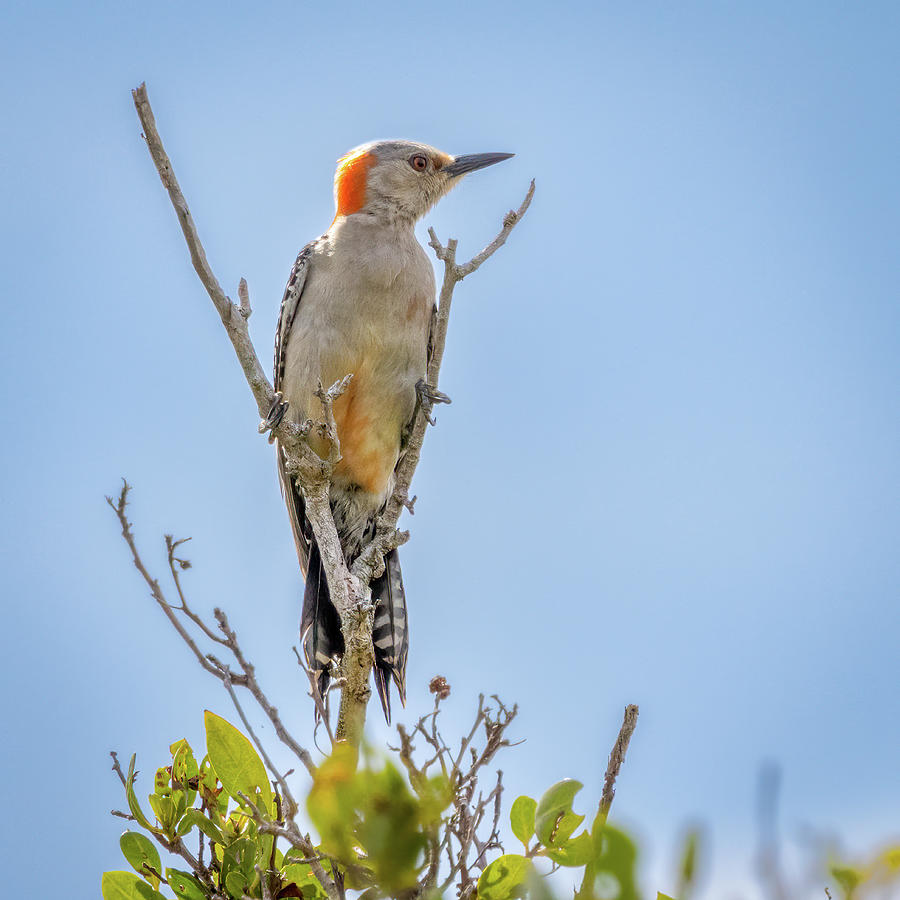 Red-Bellied Woodpecker Photograph by R Scott Duncan