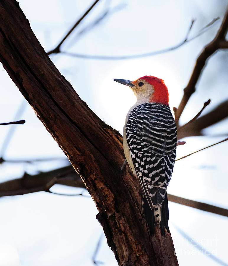 Red Bellied Woodpecker Photograph