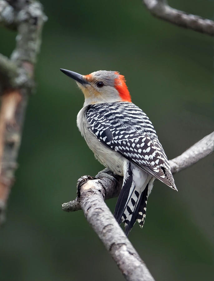 Bird Photograph - Red Bellied Woodpecker by Sandi OReilly