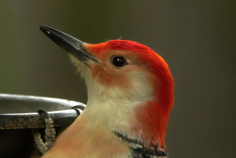 Red Bellied Woodpecker  Photograph by Sandra Js