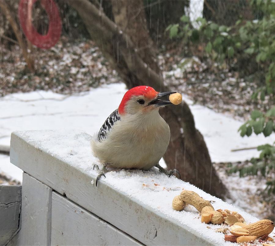 Red Bellied Woodpecker Selecting a Peanut Photograph by Linda Stern