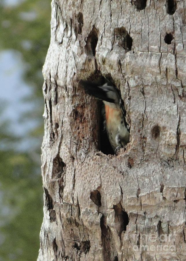 Red Bellied Woodpecker Shows His Red Belly Photograph