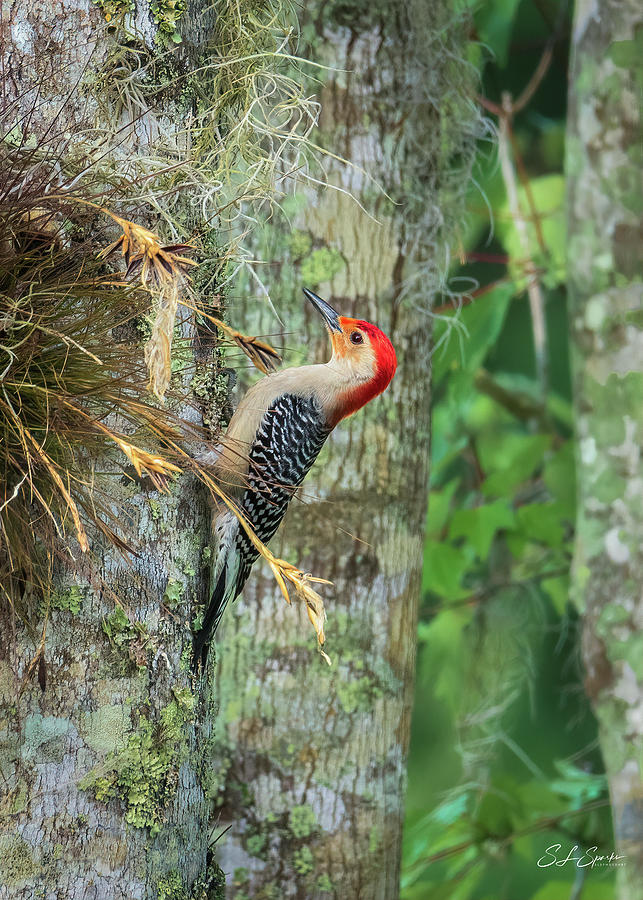 Red-bellied Woodpecker Photograph by Steven Sparks