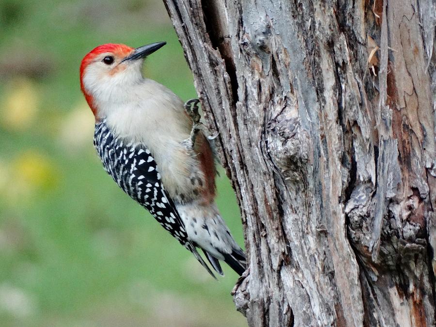 Red-bellied Woodpecker Photograph by Susan Sam