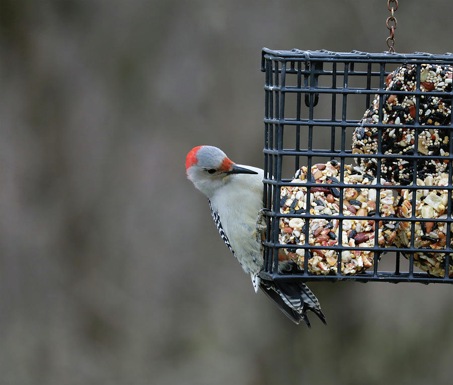Red Bellied Woodpecker Photograph by Terry Cork