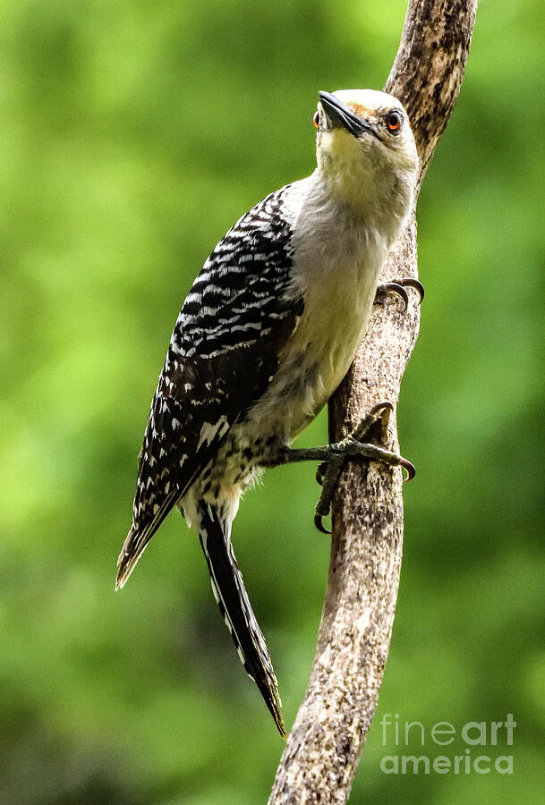 Red-bellied Woodpecker - The Eyes Have It Photograph