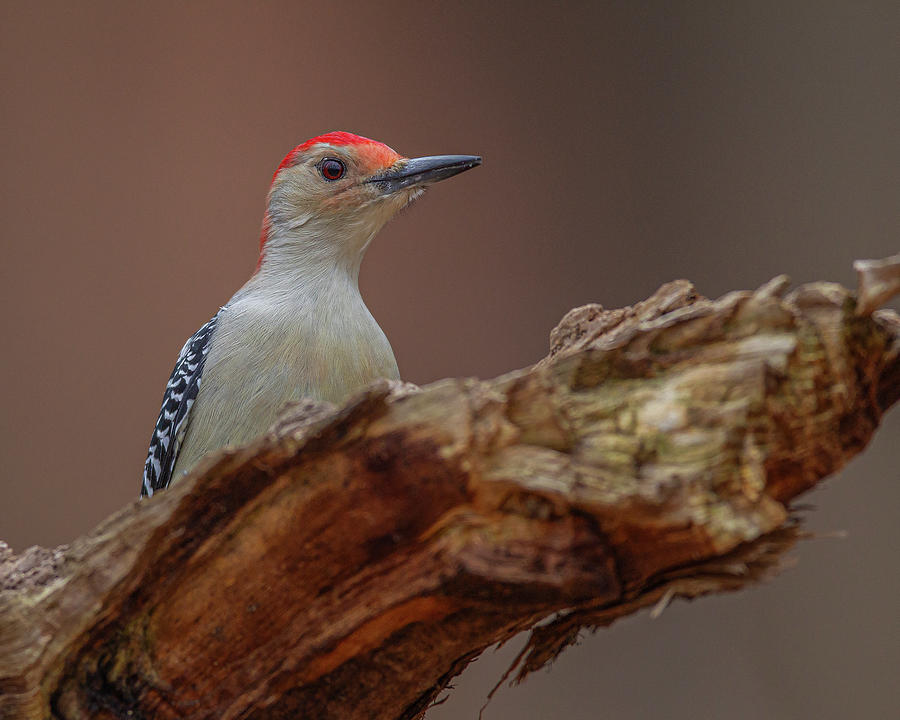 Red bellied Woodpecker  Photograph by Timothy McIntyre