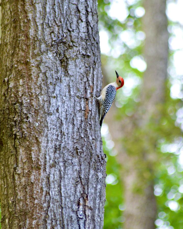 Red-Bellied Woodpecker Photograph by Warren Thompson