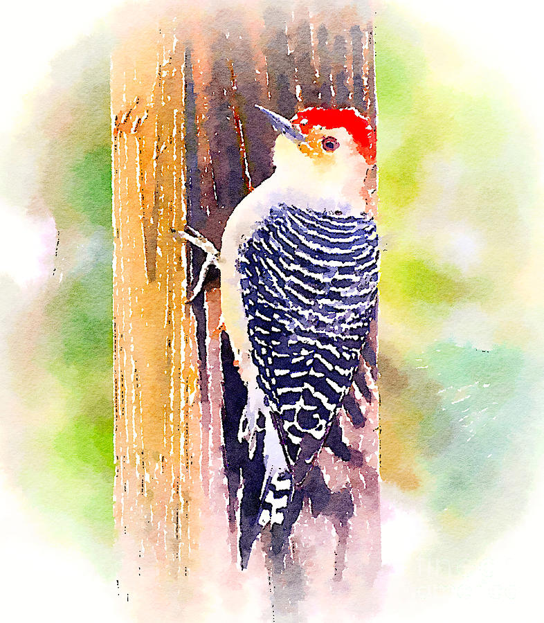 Red-bellied Woodpecker - Watercolor Photograph by Kerri Farley
