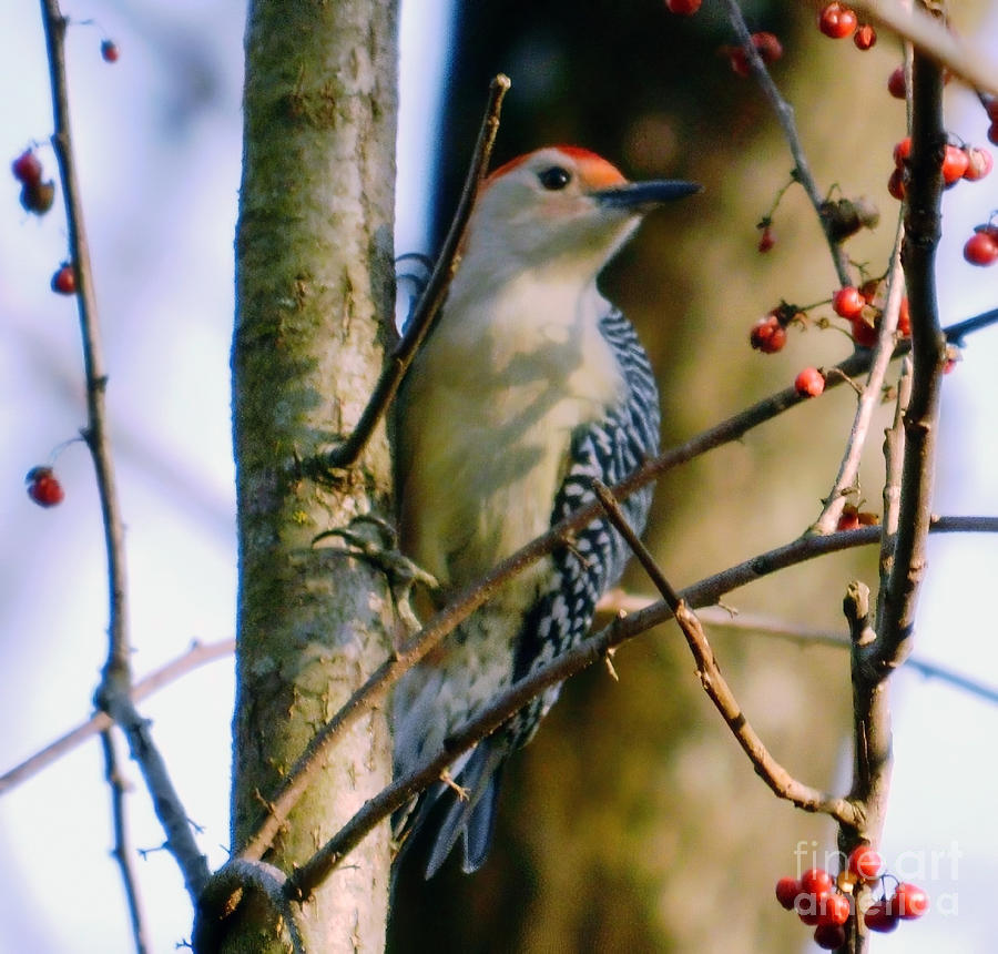 Red-Bellied Woodpecker with Berries Photograph by Sea Change Vibes