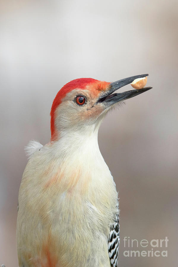 Red Bellied Woodpecker With Peanut Photograph by Nikki Vig