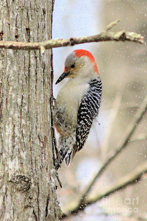 Red Bellied Woodpecker Woodworking 101 Photograph