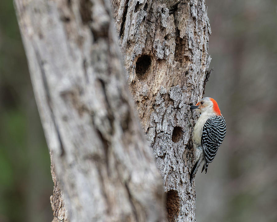 Red-Bellied Woodpecker,Female Photograph by Michael Hubley