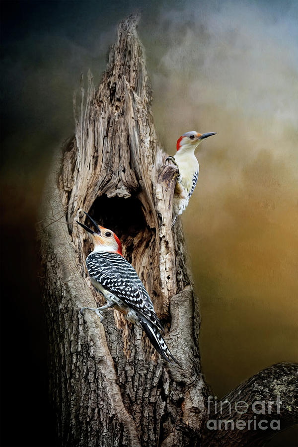 Woodpecker Mixed Media - Red Bellied Woodpeckers by Kathy Kelly
