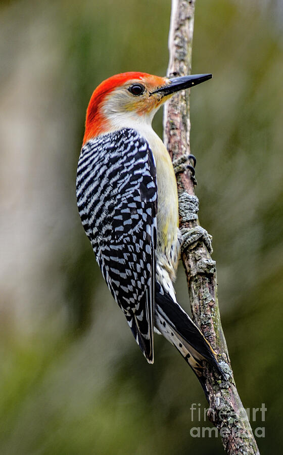 Red-bellied Woodpeckers Outstanding Beauty Photograph