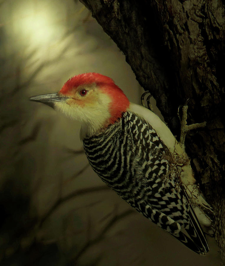 Red-Belllied Woodpecker Perching Digital Art by Rebecca Grzenda