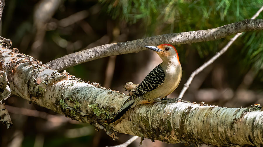 Red Belly Woodpecker Posing Photograph by Mike Mcquade