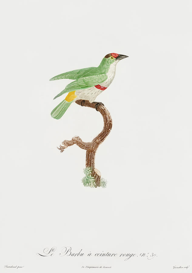 Jacques Barraband Digital Art - Red Belt Barbet -  Vintage Bird Illustration - Birds Of Paradise - Jacques Barraband - Ornithology by Studio Grafiikka