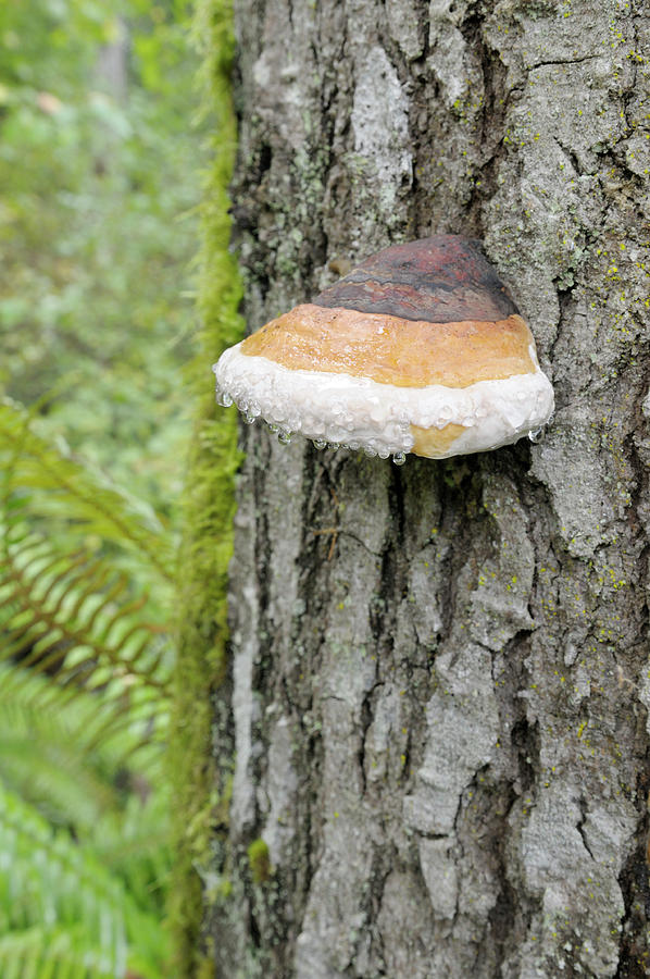 Red-belted Polypore, Fomitopsis pinicola Photograph by Kevin Oke