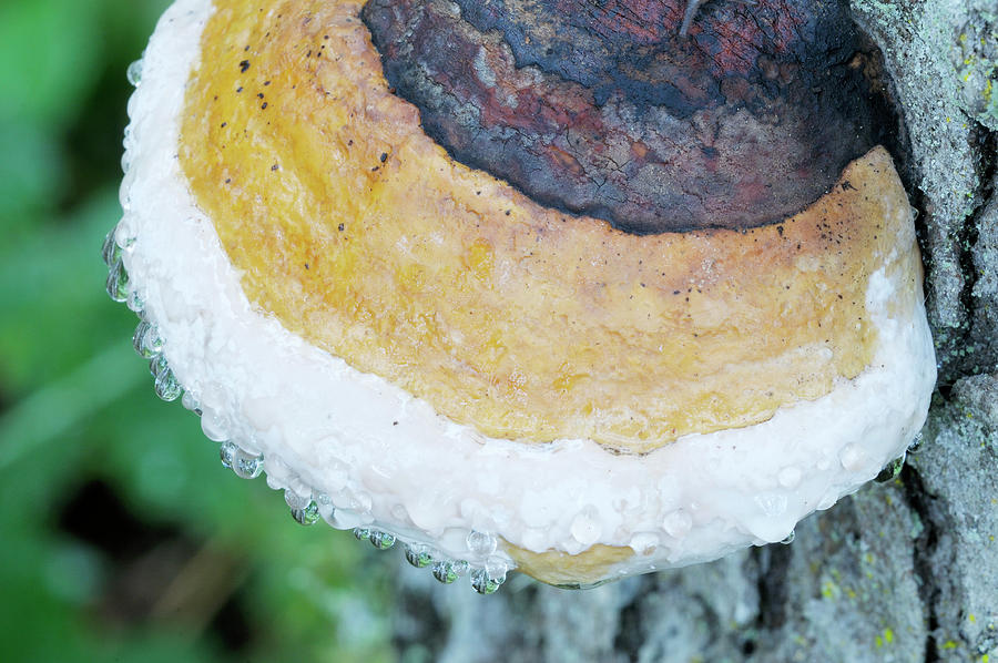 Red-belted Polypore,Fomitopsis pinicola Photograph by Kevin Oke