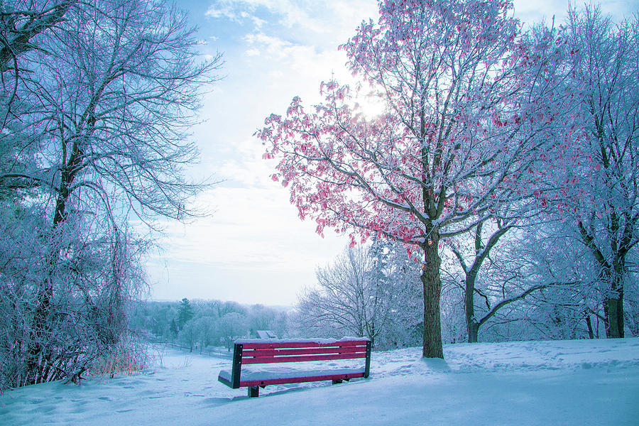 Red Bench In Snow Photograph