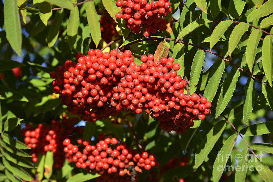 Red Berries 1 Photograph
