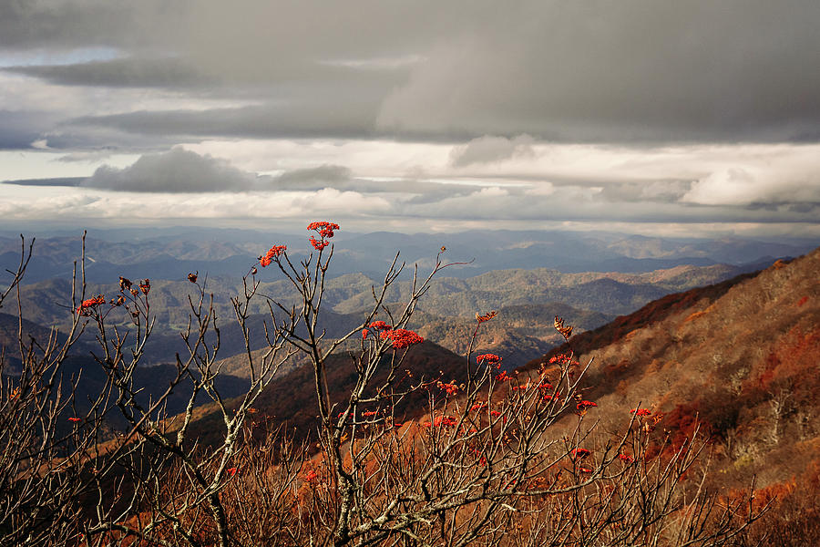 Red Berries and Mountains Photograph by Joni Eskridge