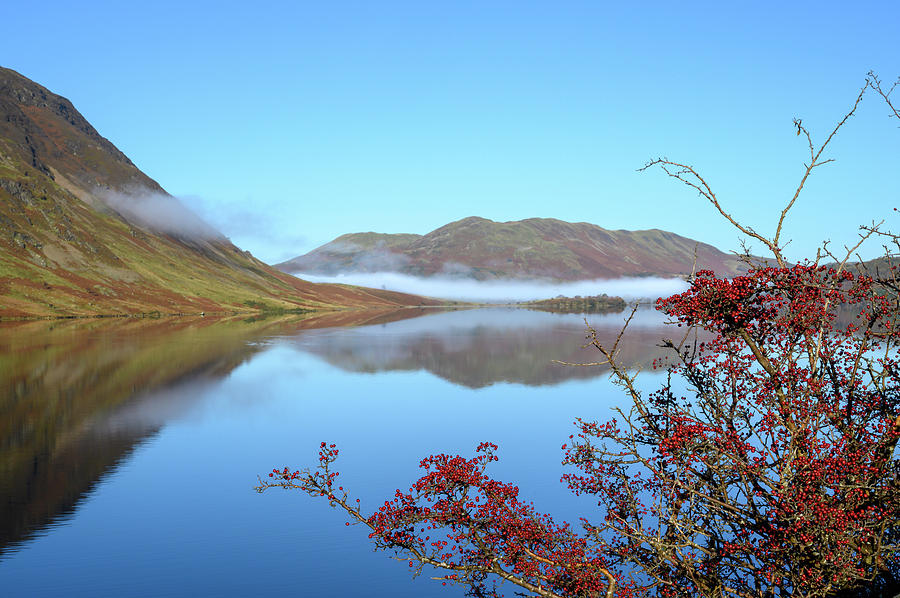 Red Berries by Crummock Water Photograph by Roy Pedersen