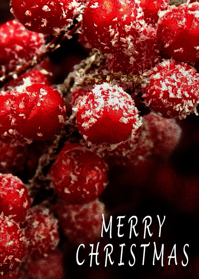 Red Berries Covered in Snow Christmas Card Photograph by David Morehead