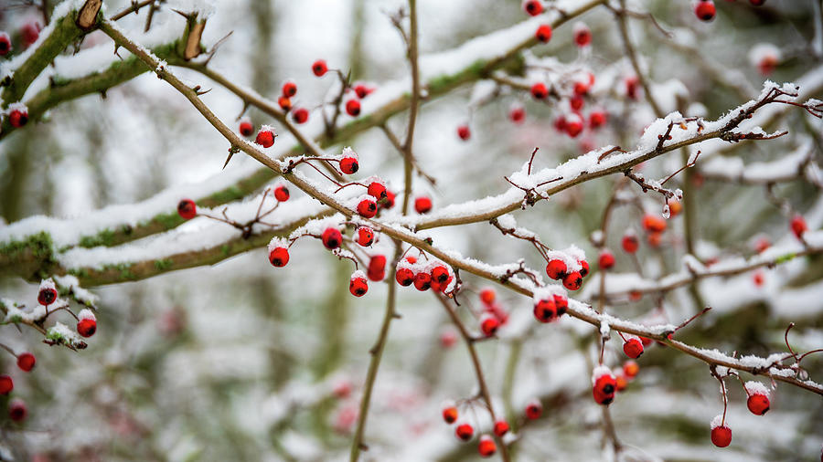 Red Berries Covered With Snow In A Winterscene Photograph by Geert Van ...